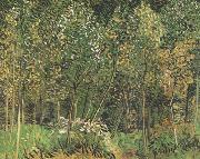 Vincent Van Gogh The Grove (nn04) oil